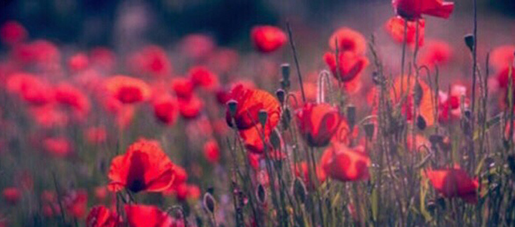 homepage_banner-7